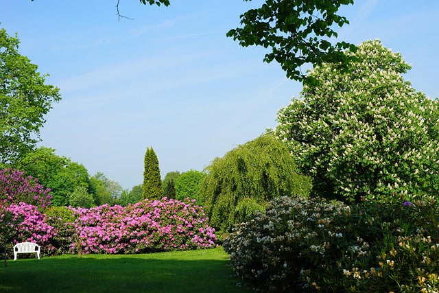 Rhododendronblüte Kromlau & Fürst Pückler Park 20.05.26