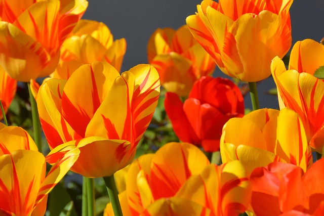 Zur Tulpenblüte nach Holland 23.04. - 26.04.26