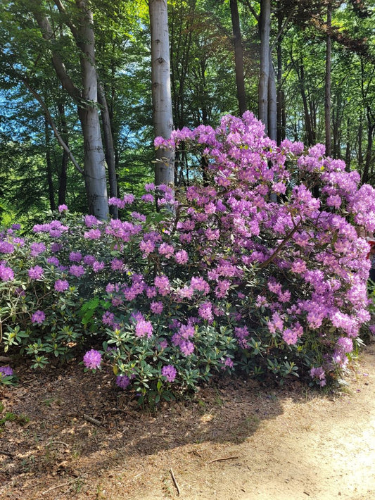 Rhododendronblüte Kromlau & Fürst Pückler Park 16.05.25