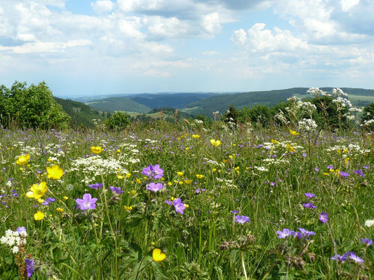 Thüringer Klöße, Bergpanorama & Musik 30.08.27