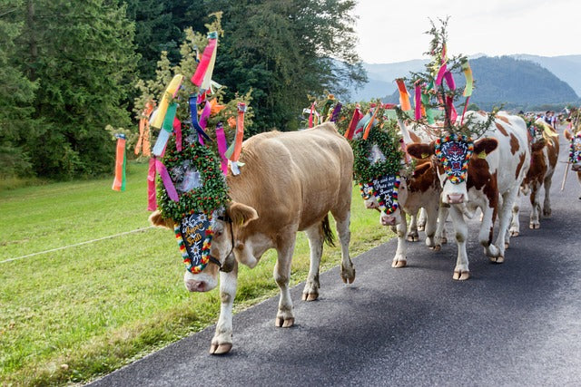Apfelfest & Almabtrieb in Südtirol 08.10. - 11.10.27