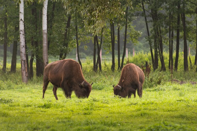 Fischgenuss, Bisonbesuch & Schokoladentraum in Wermsdorf 28.08.27